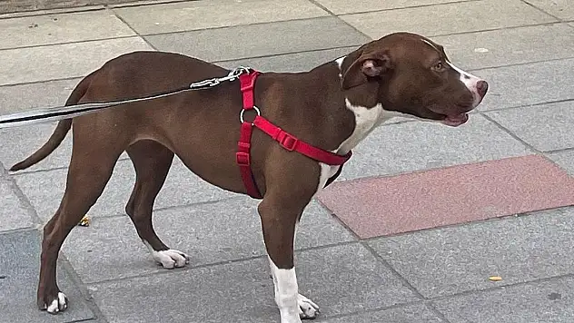 İstanbul'da pitbull polise saldırdı