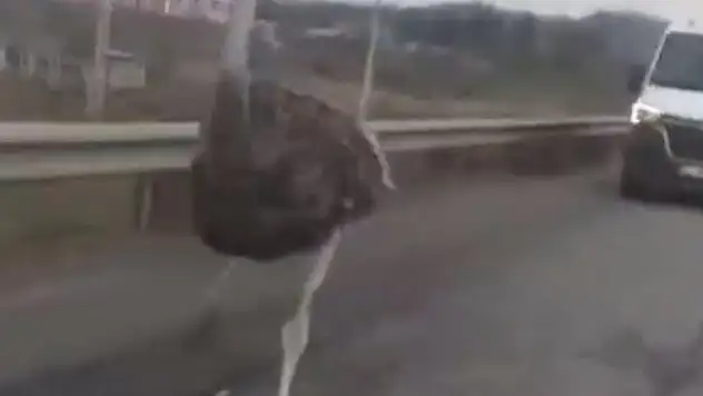 Bahçeden kaçan deve kuşu, 3 gün sonra bulundu