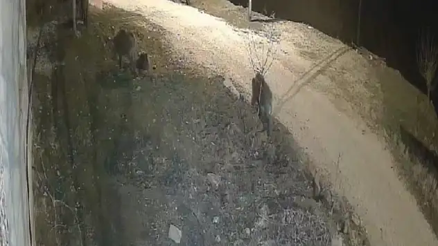 Domuz sürüsü köye indi!