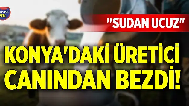 Konya'daki üretici canından bezdi! 'Sudan ucuz'