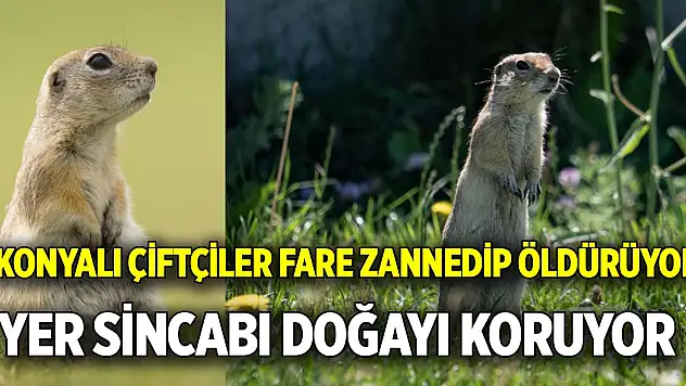 Konyalı çiftçiler fare zannedip öldürüyor  Yer sincabı doğayı koruyor