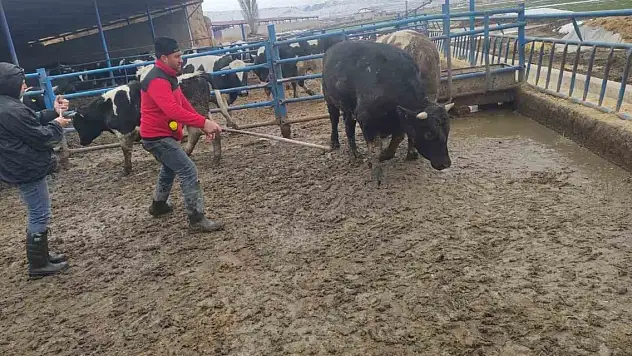 Ereğli'de şap hastalığına karşı mücadele ve denetimler sürüyor