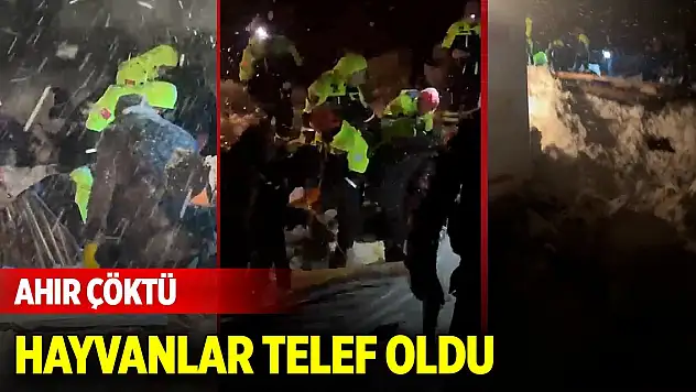 Yoğun kar yağışı nedeniyle ahırın çatısı çöktü 50 küçükbaş telef oldu