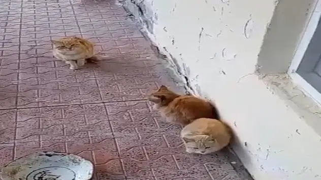 Konya'da eski muhtarı şaşkına çeviren görüntü