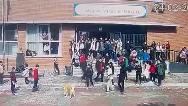 İstanbul'da okul bahçesinde köpek dehşeti: 5 öğrenciyi ısırdı