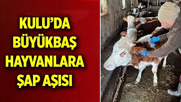 Kulu'da büyükbaş hayvanlara şap aşısı