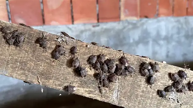 Yağan kara güvenme, kokarcaya aman verme