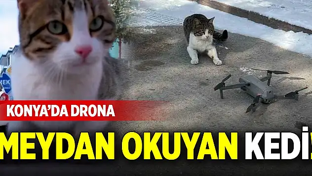 Konya'da drona meydan okuyan kedi!