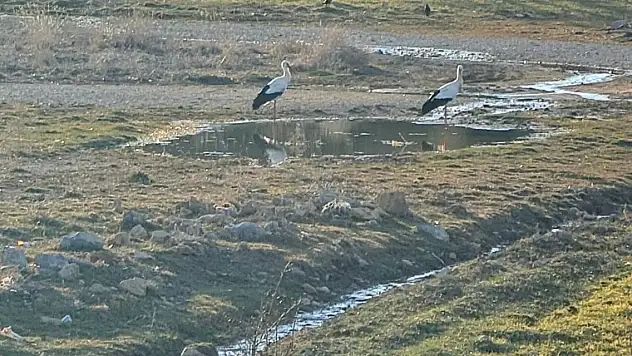 Konya'ya baharı müjdeleyerek gelmeye başladılar