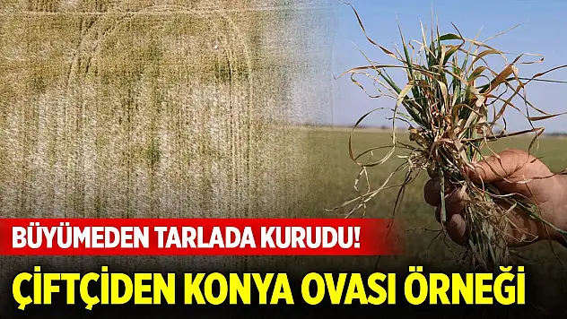 Üzen manzara... Büyümeden tarlada kurudu! Çiftçiden Konya Ovası örneği