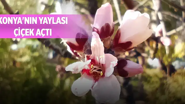 Konya'nın yaylası çiçek açtı