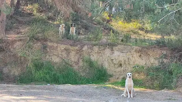 Başıboş köpeklerin dolaşmasına vatandaşlar tepki gösterdi