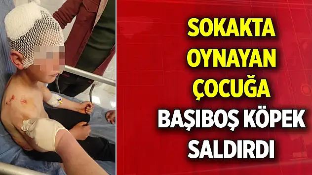 Isparta'da sokakta oynayan çocuğa başıboş köpek saldırdı