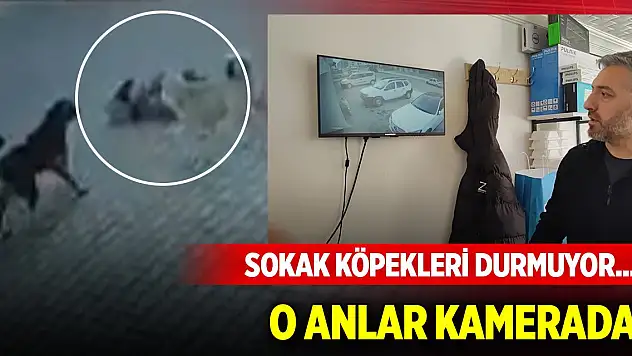 Sokak köpekleri durmuyor... O anlar kamerada