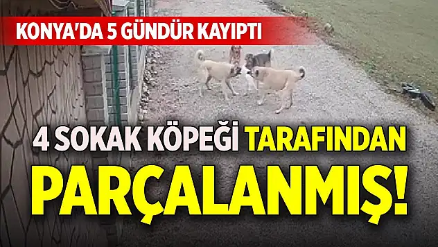 Konya'da 5 gündür kayıptı, 4 sokak köpeği tarafından parçalanmış!