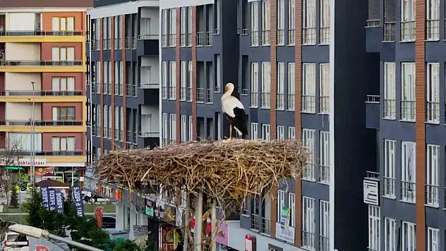 Konya'nın Yaren leylekleri bu yıl da yuvaya geldi
