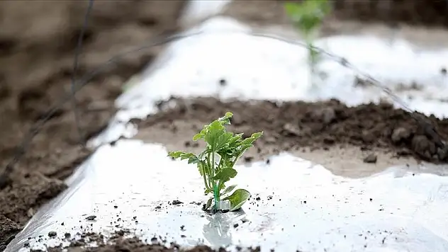 Konya'da çiçek açan ağaçlar dondu  Rekolte düşecek