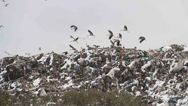 Türkiye'ye göç eden leyleklere Konya'da kar sürprizi