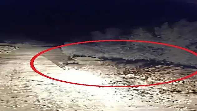 Domuz sürüsü kameraya yakalandı