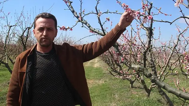 Bayramiç çiçek açan ağaçları don vurdu