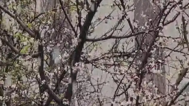 Bahar ve kış aynı anda yaşandı