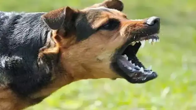 Sokak köpeklerinin saldırdığı 2 kişi yaralandı