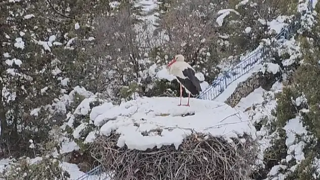 Afrika'dan geliyorlar! Türkiye'nin en büyük leylek kolonilerinden birisi Konya'da...