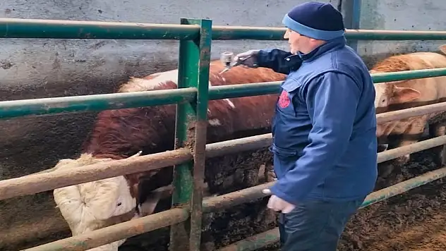 Beyşehir'de ilkbahar dönemi şap aşılama kampanyası sürüyor