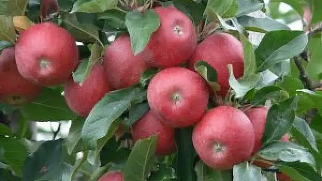 Kırmızı elmada düşük rekolte tahmini