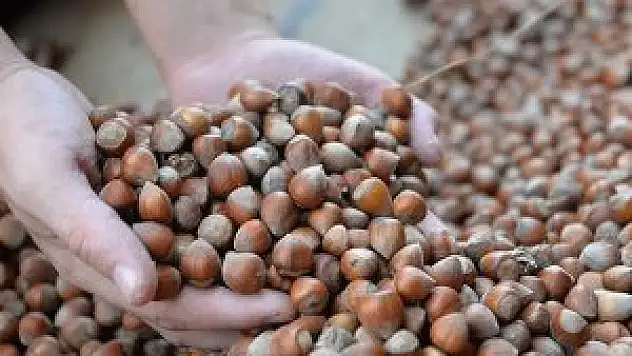 'Fındık fiyatı 15 liraya ulaşacak'