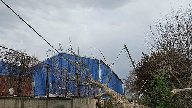 Lodos ağaçları devirdi