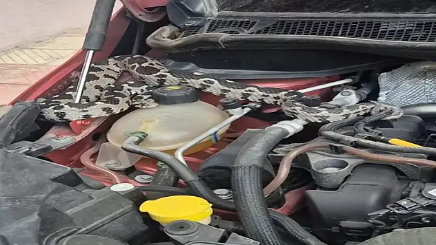 Kaputtan engerek yılanı çıktı