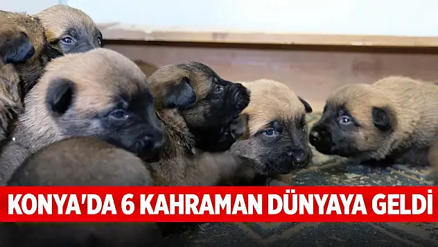 Konya'da 6 kahraman dünyaya geldi