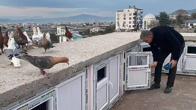 Dedesinin hobisiydi evinin çatısında gözü gibi bakıyor