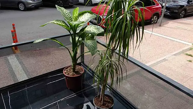 İlginç hırsızlık: Kadın beğendi erkek çaldı