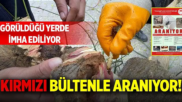 Kırmızı bültenle aranıyor! Görüldüğü yerde imha ediliyor