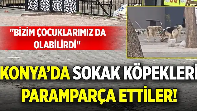 Konya'da sokak köpekleri paramparça ettiler! 'Bizim çocuklarımız da olabilirdi'
