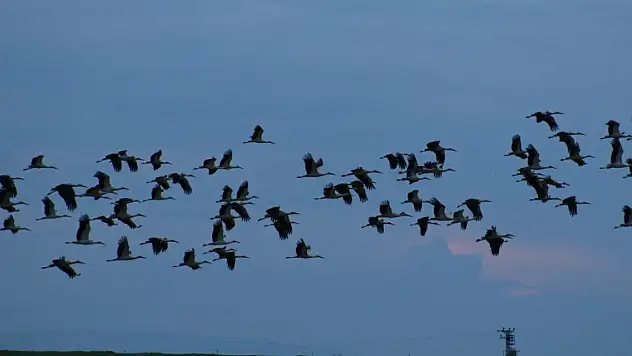 Leylekler, Tuz Gölü'nü mesken tuttu