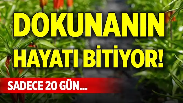 Sadece 20 gün... Dokunanın hayatı bitiyor!