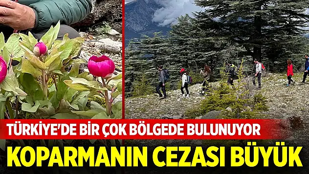 Türkiye'de bir çok bölgede bulunuyor... Koparmanın cezası büyük