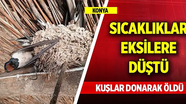 Konya'da sıcaklıklar eksilere düştü, kuşlar donarak öldü
