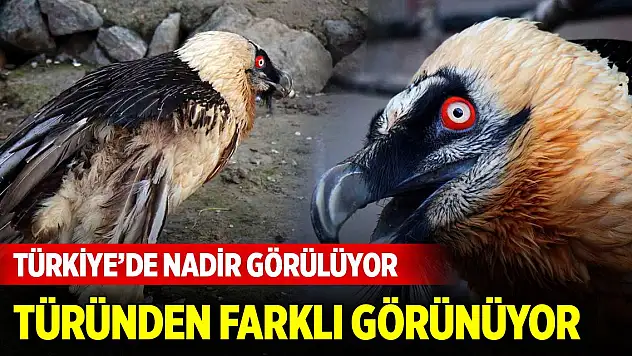 Köylüler buldu! Türkiye'de nadir görülüyor, kendi türünden farklı görünüyor...