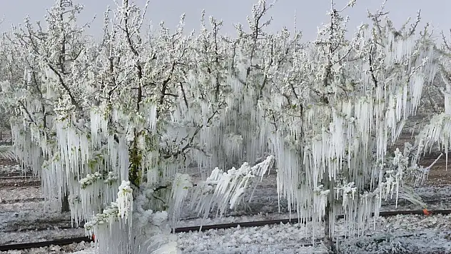 Yumaklı: 'Tarihimizin en büyük zirai don olaylarından birini yaşadık'