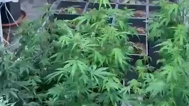 Evini uyuşturucu serasına çevirdi