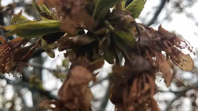Konya'da kiraz bahçelerini 'don' vurdu