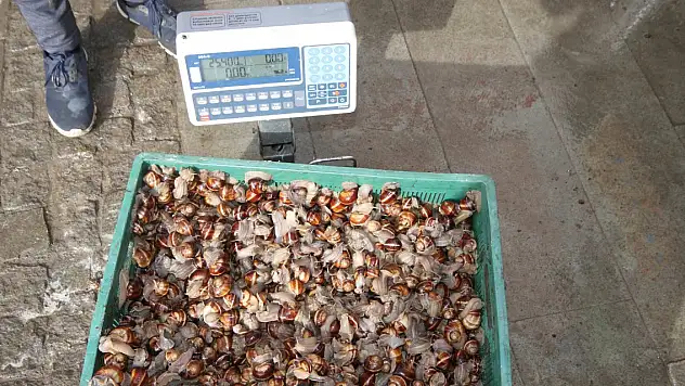 Konya'da salyangoz gelir kaynağı oldu