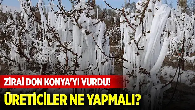 Zirai don Konya'yı vurdu! Üreticiler ne yapmalı?