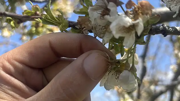 Konya'da zirai don nedeniyle kiraz ağaçları zarar gördü