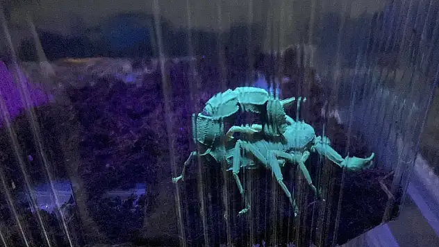 Küçük bir odanın içerisinde 3 bin adet mavi akrep yetiştiriyor