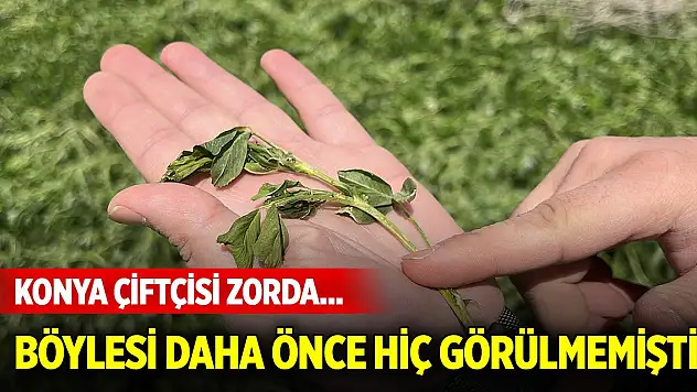Konya çiftçisi zorda... Böylesi daha önce hiç görülmemişti